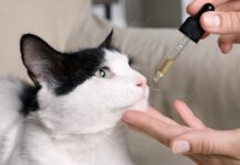 The Ultimate Guide To CBD Products For Cats