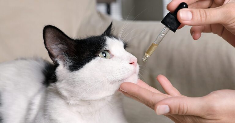 The Ultimate Guide To CBD Products For Cats